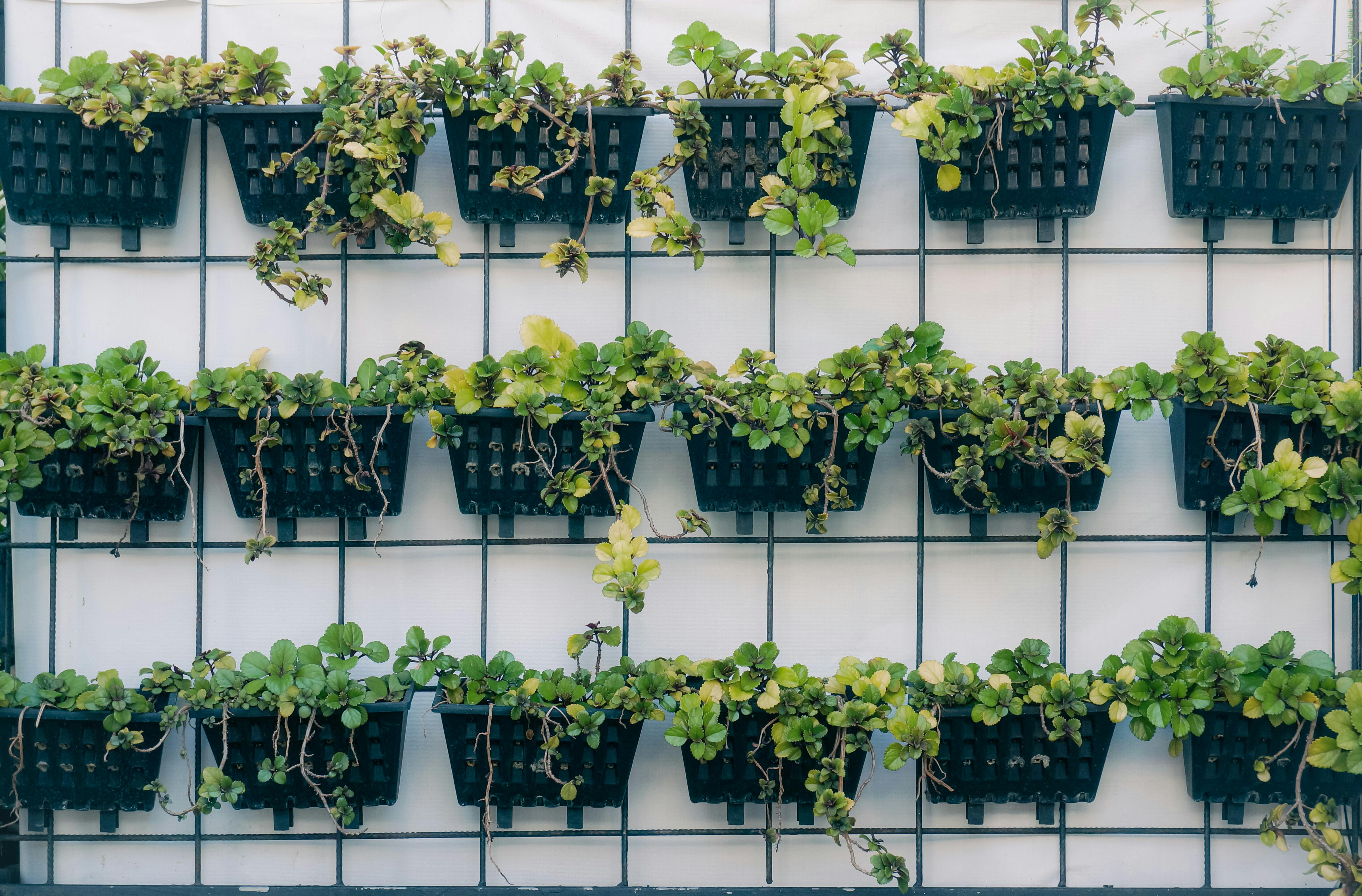 Comparing real vs artificial plant walls side by side - diy faux green wall