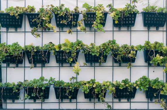 Vertical garden with green plants in containers on wall