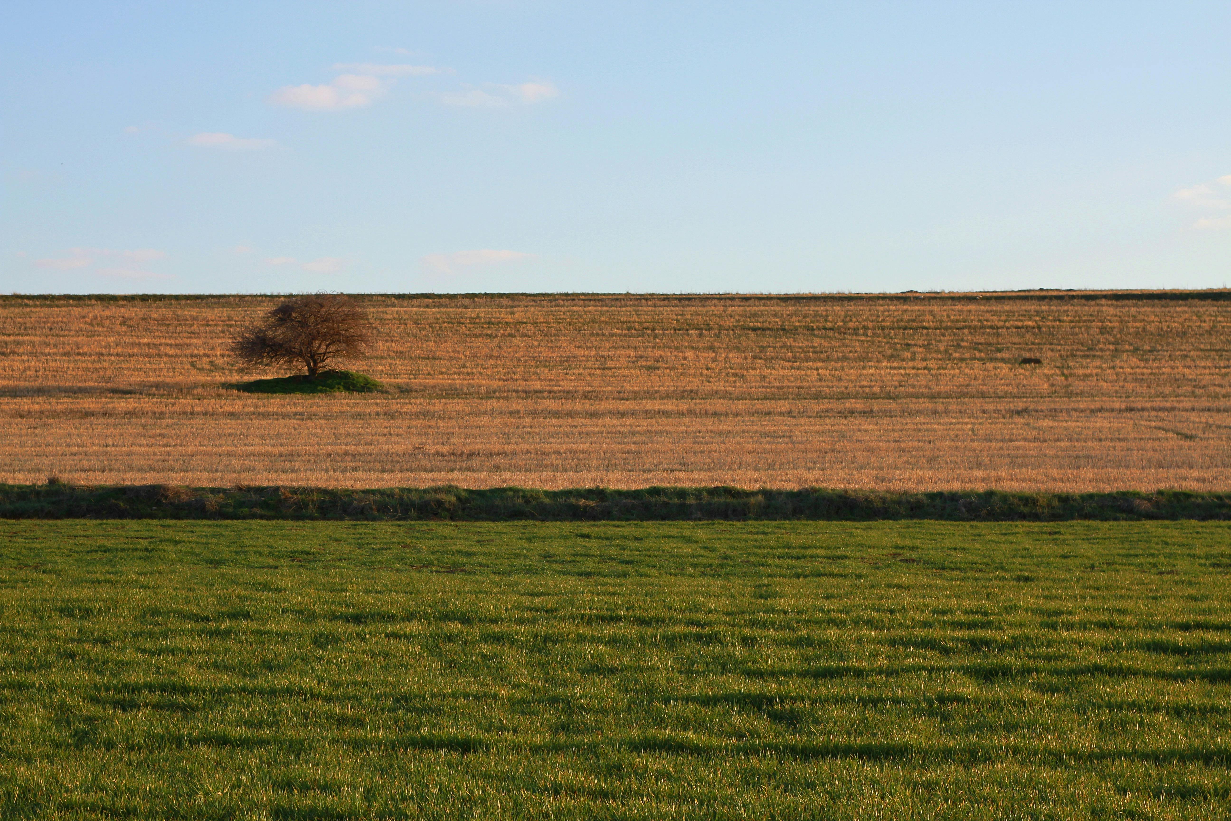 Ücretsiz Geniş bir tarlanın ortasında, berrak gökyüzünün altında tek başına duran ağaç, sakin kırsal manzarayı yansıtıyor. Stok Fotoğraflar