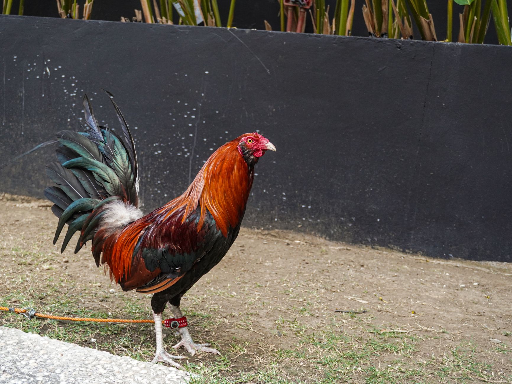A colorful rooster with distinct plumage stands in an outdoor setting.