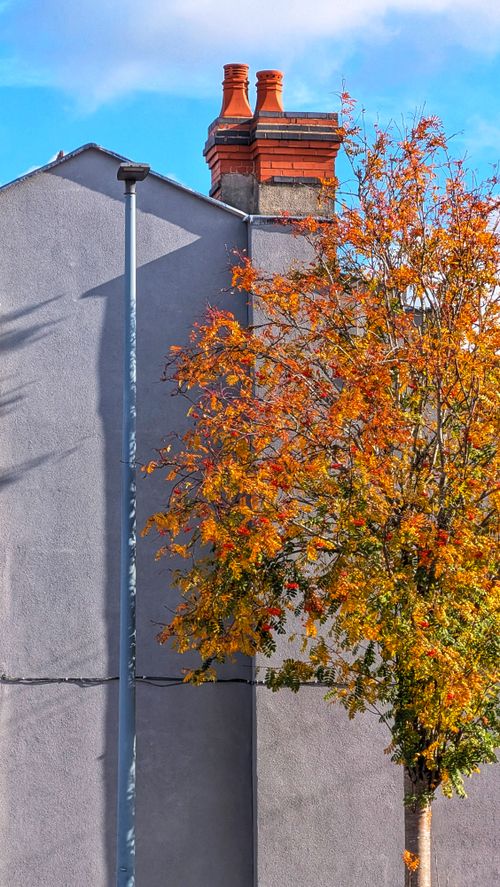 Free Vibrant autumn foliage framing a chimney against an urban building facade in Birmingham. Stock Photo