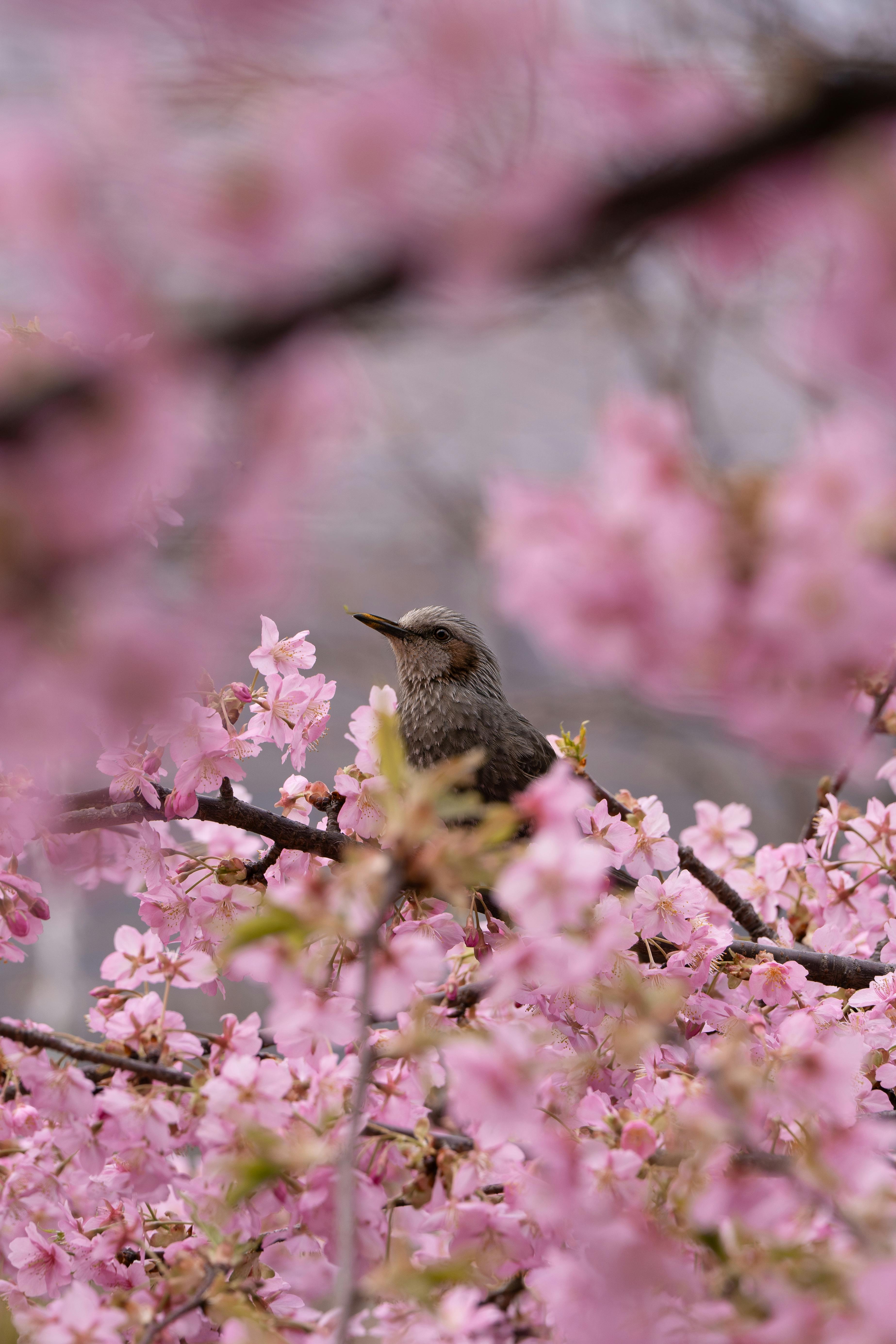 A bird perched amidst vibrant cherry blossoms in Tokyo, Japan.
