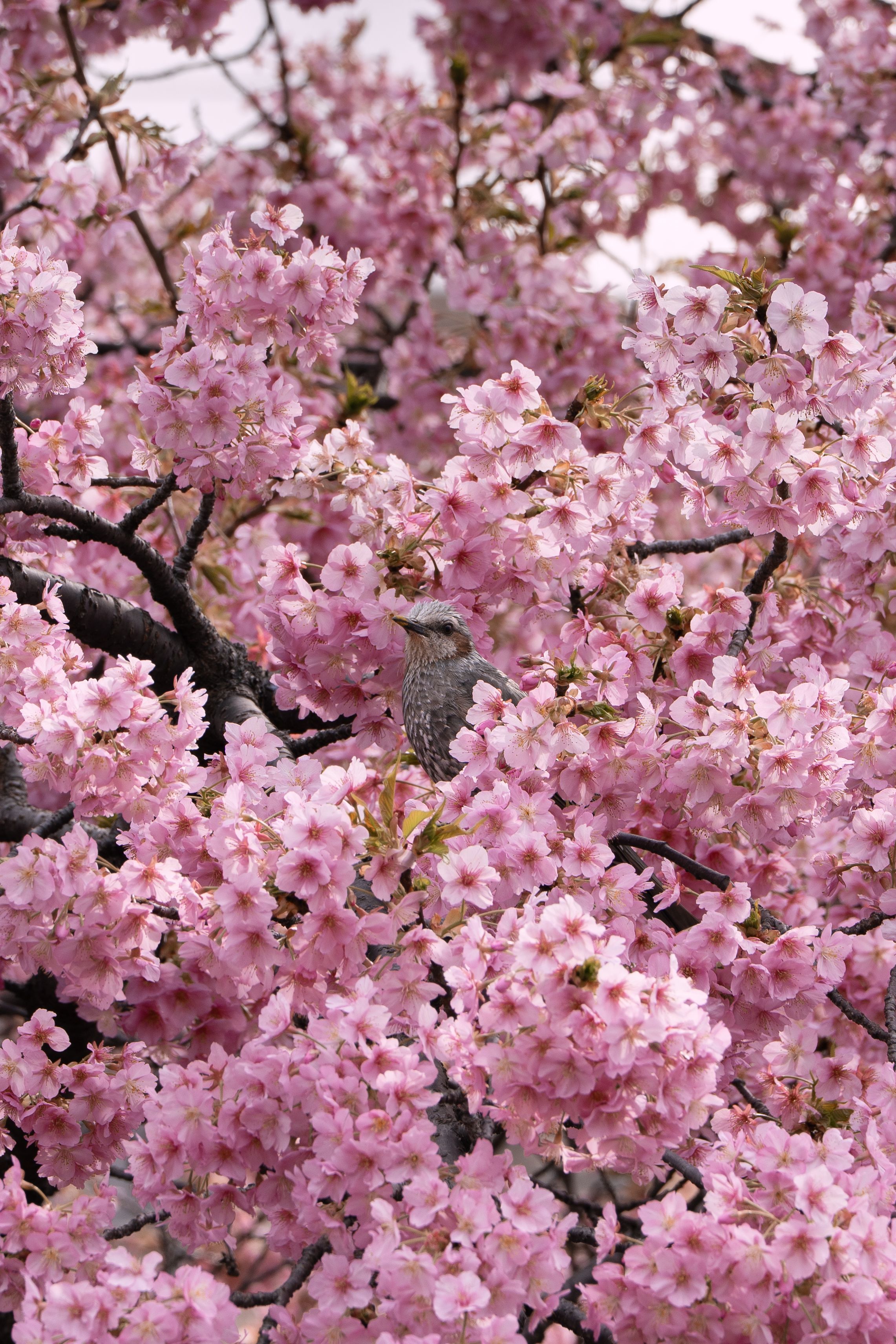 A serene Tokyo scene with cherry blossoms and perched bird, symbolizing spring.