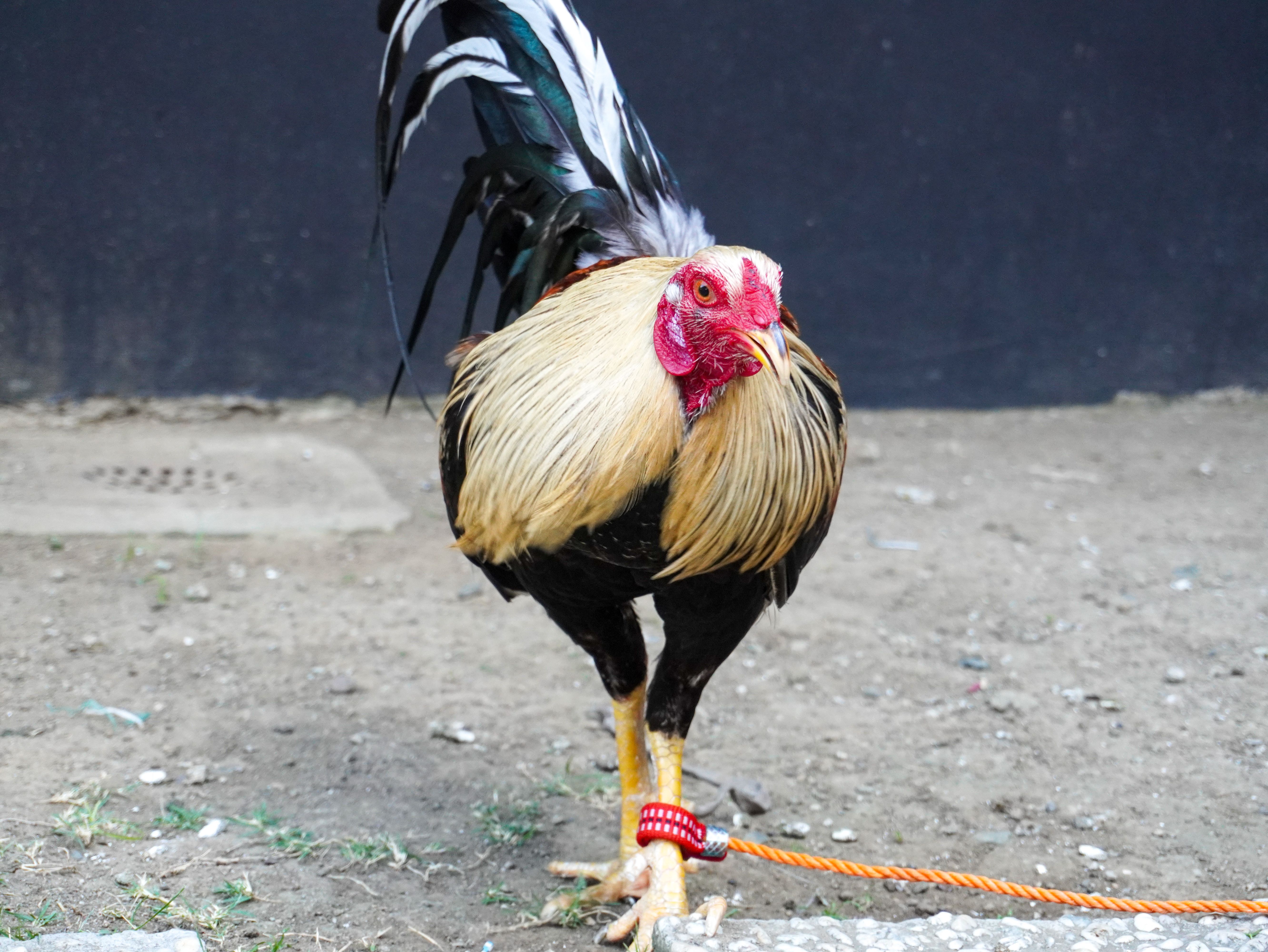 Close-up of a tethered rooster with vibrant feathers and striking red comb outdoors.