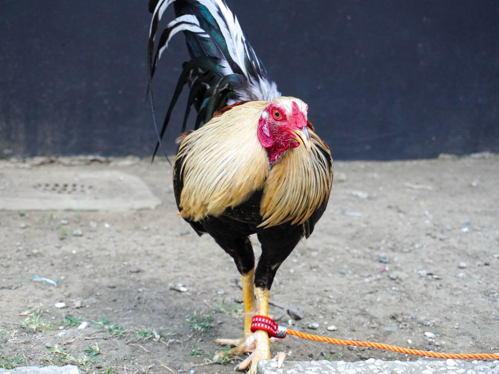 Close-up of a tethered rooster with vibrant feathers and striking red comb outdoors.