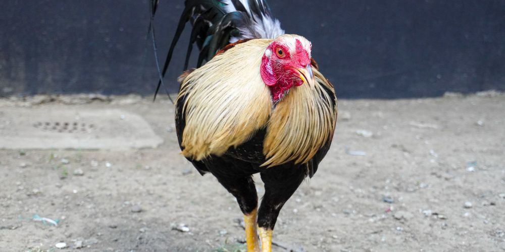 Thomo Cockfighting ff666, au88 Meaning, Risks, and What to Know