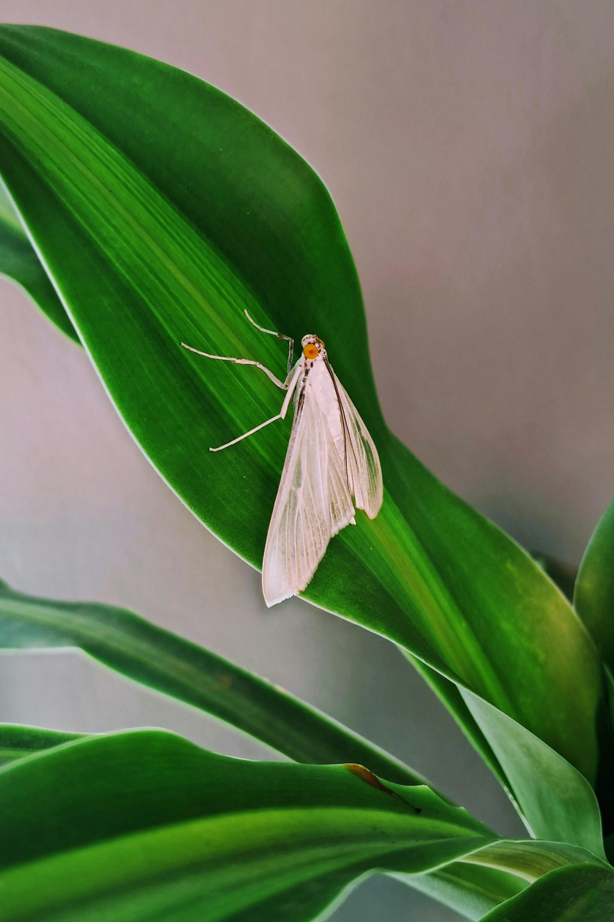 無料 青々とした緑の葉の上にとまった繊細な白い蛾は、自然の優雅さを表現しています。 写真素材