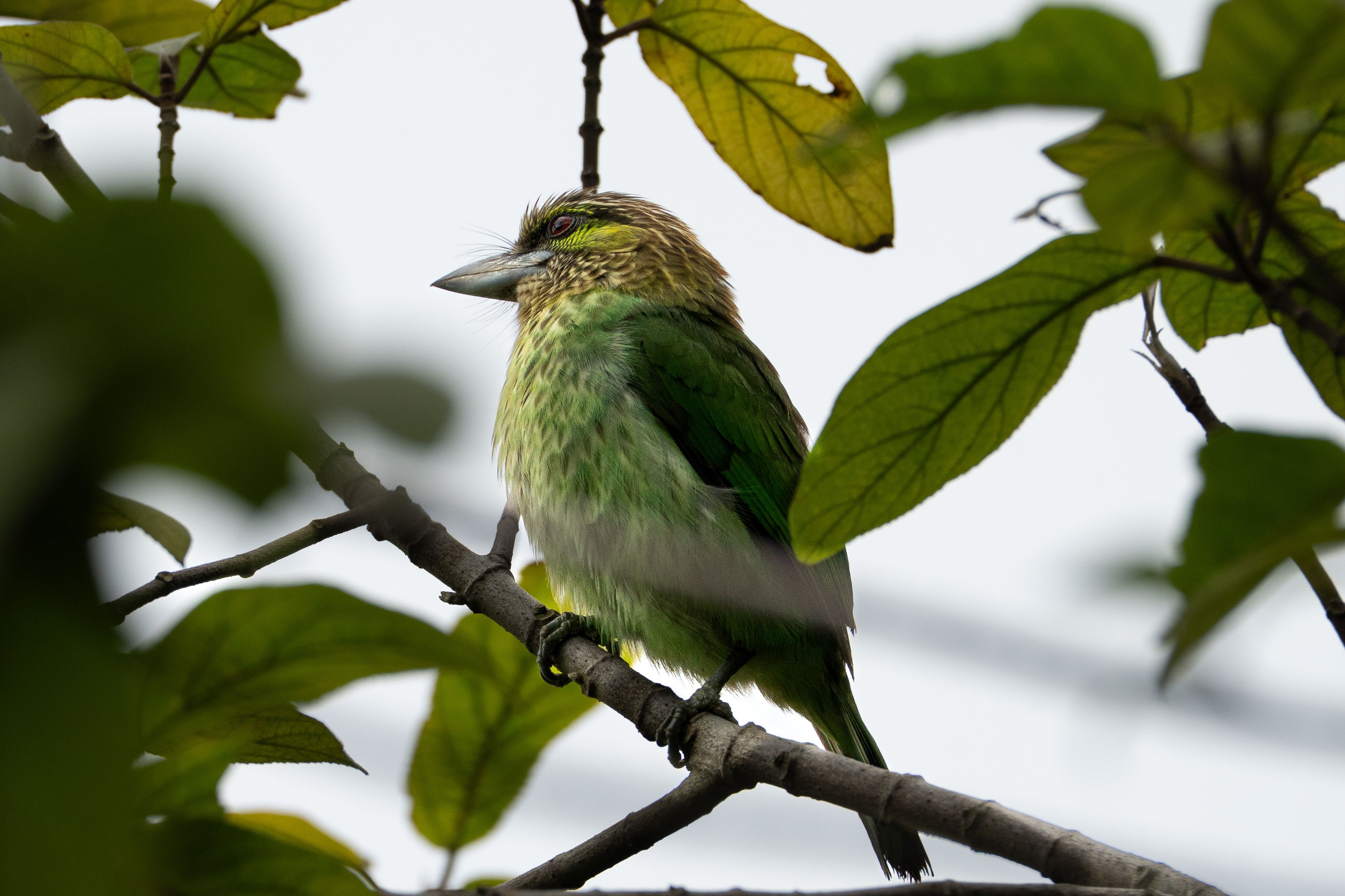 A vibrant green bird sits on a branch surrounded by lush leaves in Da Nang, Vietnam.