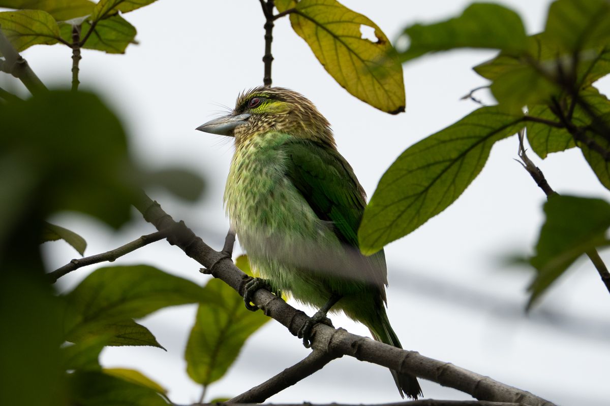 Birding at My Son Sanctuary 1