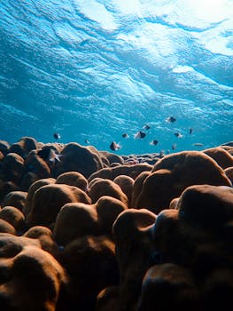 在明亮、阳光明媚的海面下，热带鱼在充满活力的珊瑚群间游动