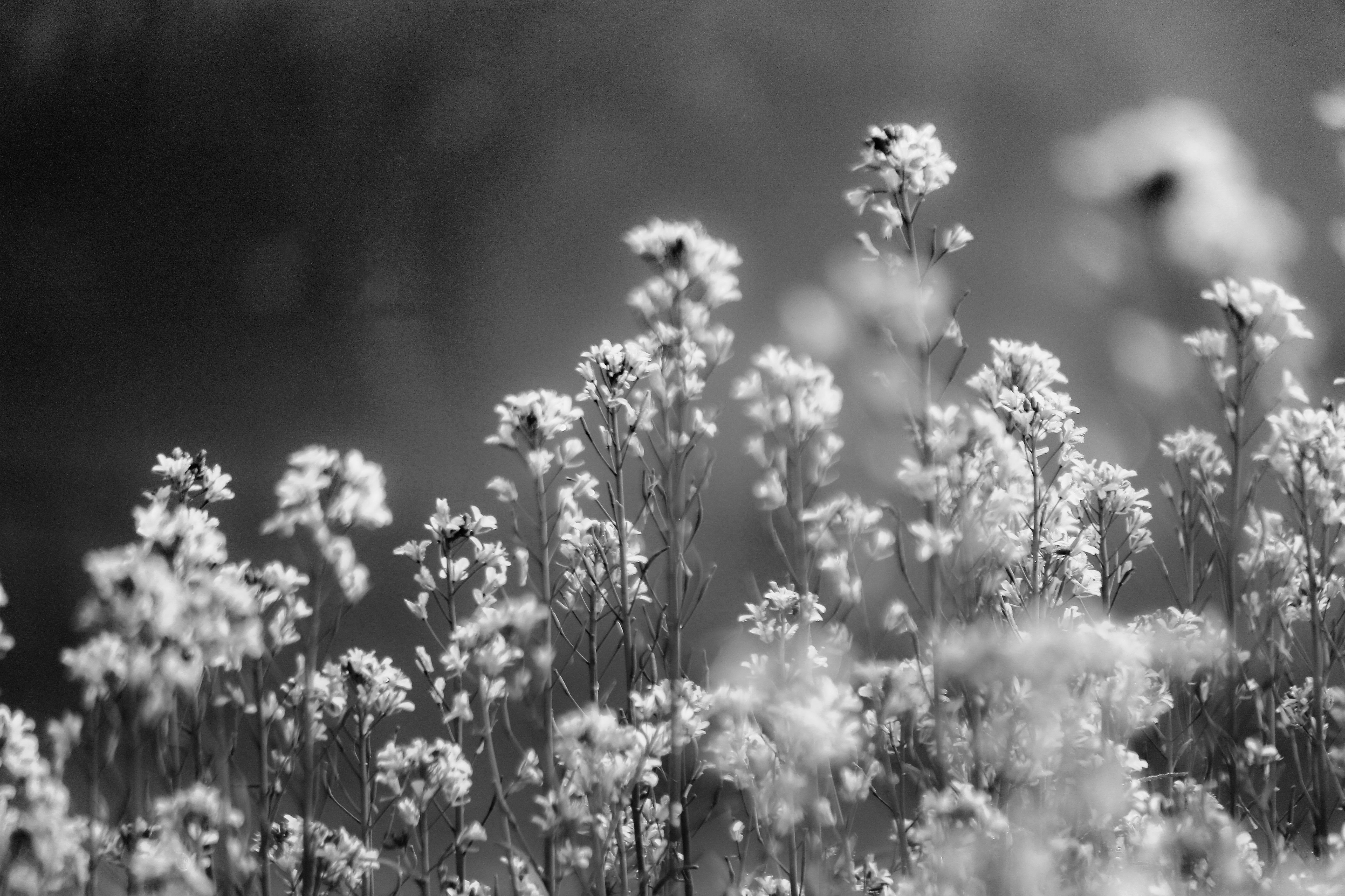 Black and White Wildflowers in Bloom · Free Stock Photo