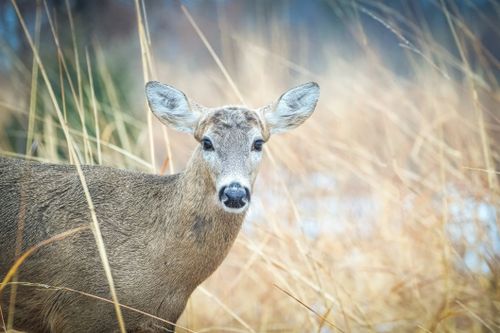 Free Captivating view of a white-tailed deer in a golden meadow during daylight. Stock Photo