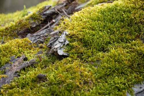 Free Close-up of vibrant green moss growing on tree bark, showcasing nature's beauty. Stock Photo