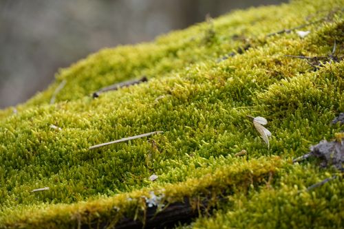 Free A detailed view of green moss covering a surface outdoors, showcasing its dense texture. Stock Photo