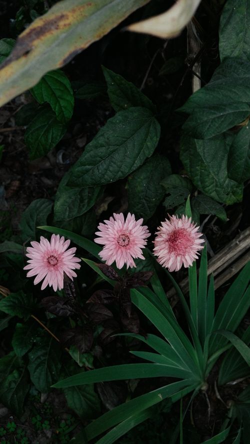 Free Vibrant blush pink daisies blooming amidst lush greenery in a Nepal garden. Stock Photo
