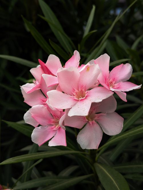 Free Close-up of vibrant pink oleander flowers in lush green foliage. Perfect for botanical and nature-themed content. Stock Photo