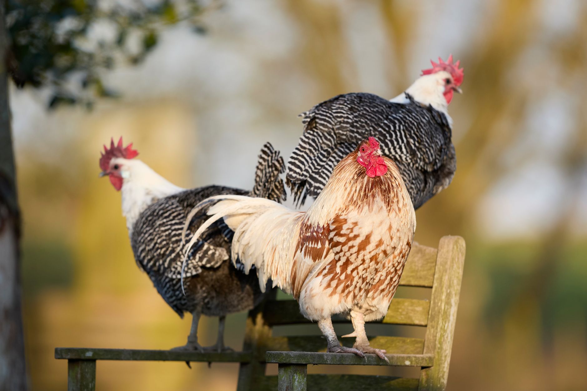 A healthy rooster receiving calm veterinary care in a clean outdoor enclosure