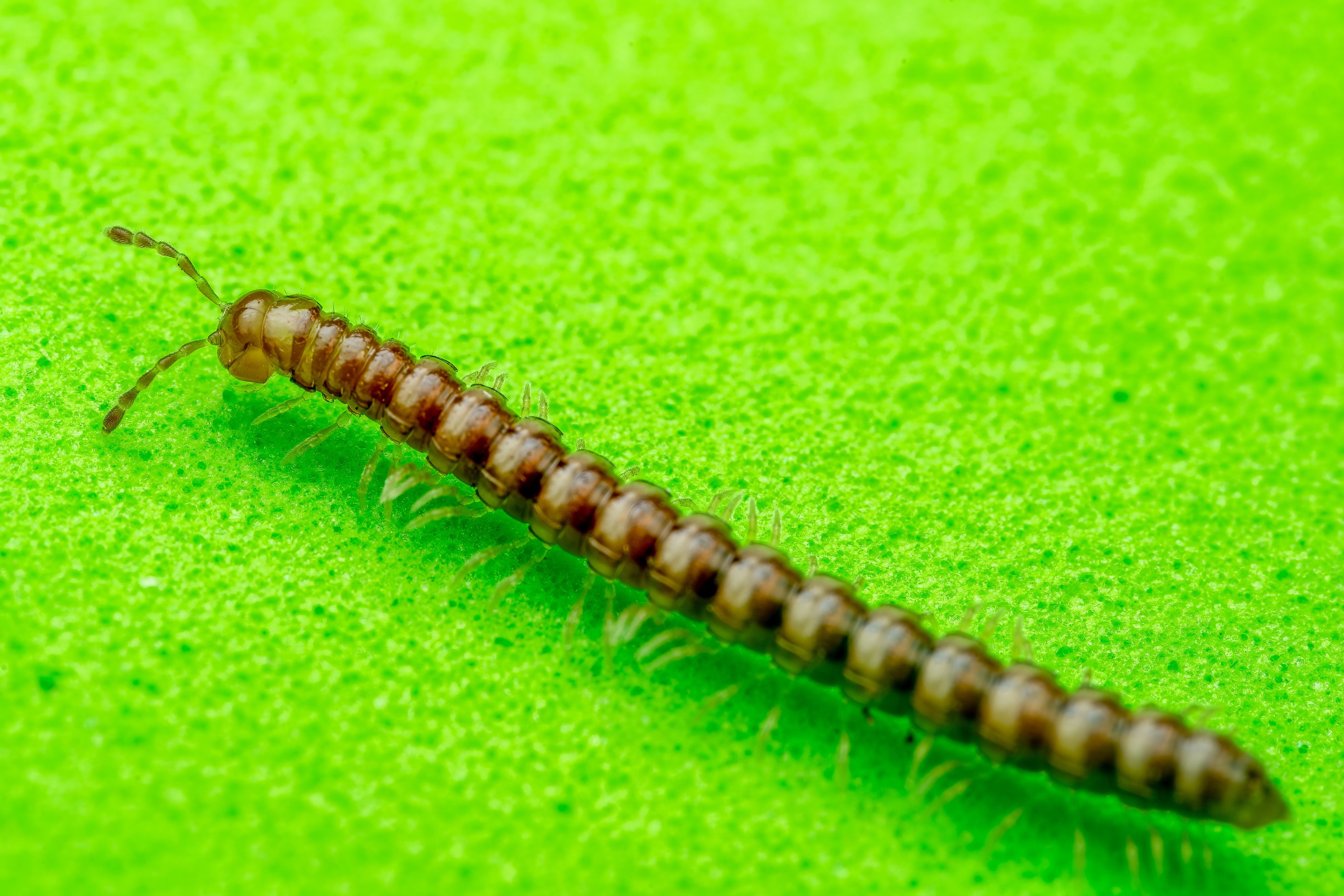 Close-Up of a Millipede on Vibrant Green Background · Free Stock Photo