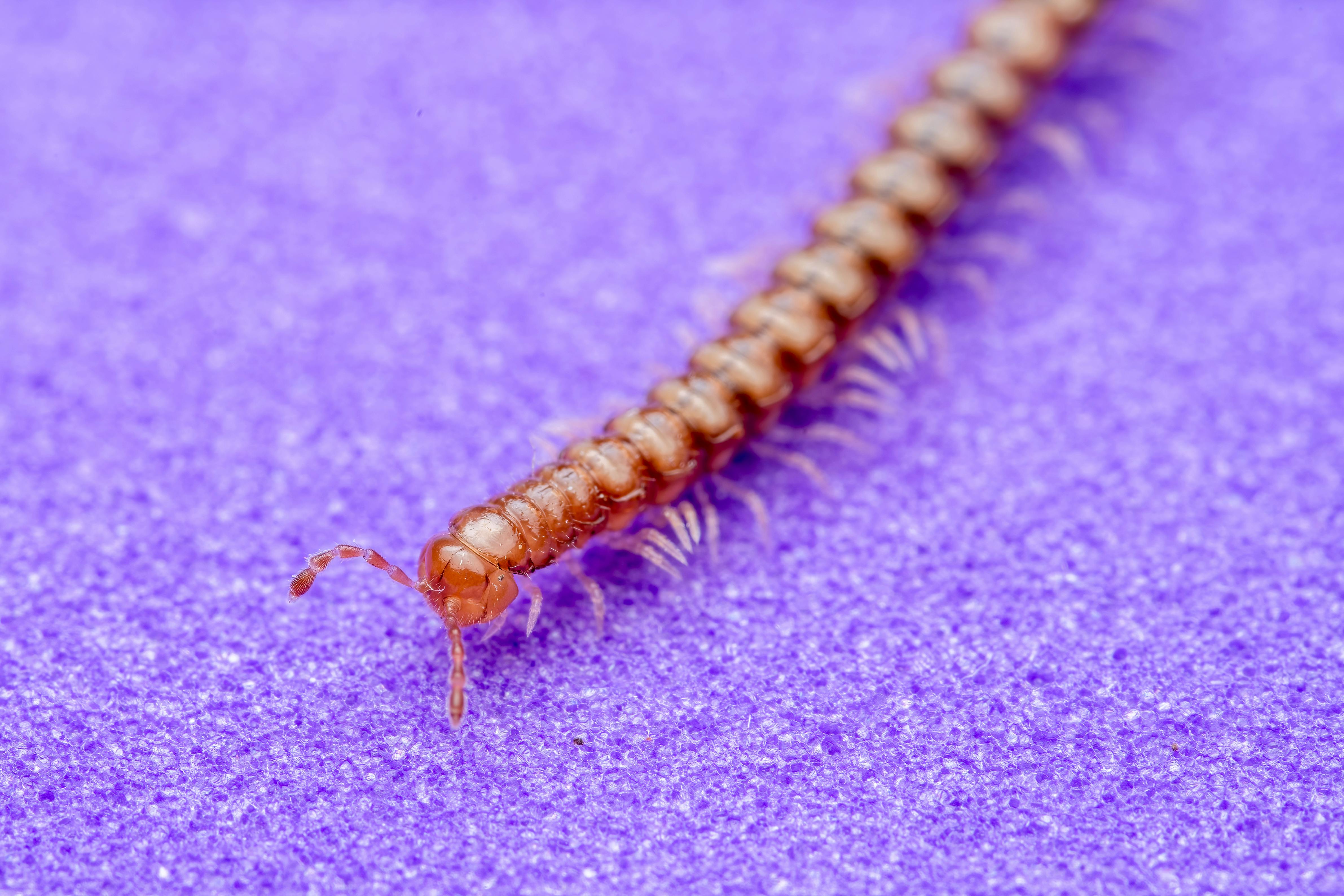 Millipedes crawling on a leaf