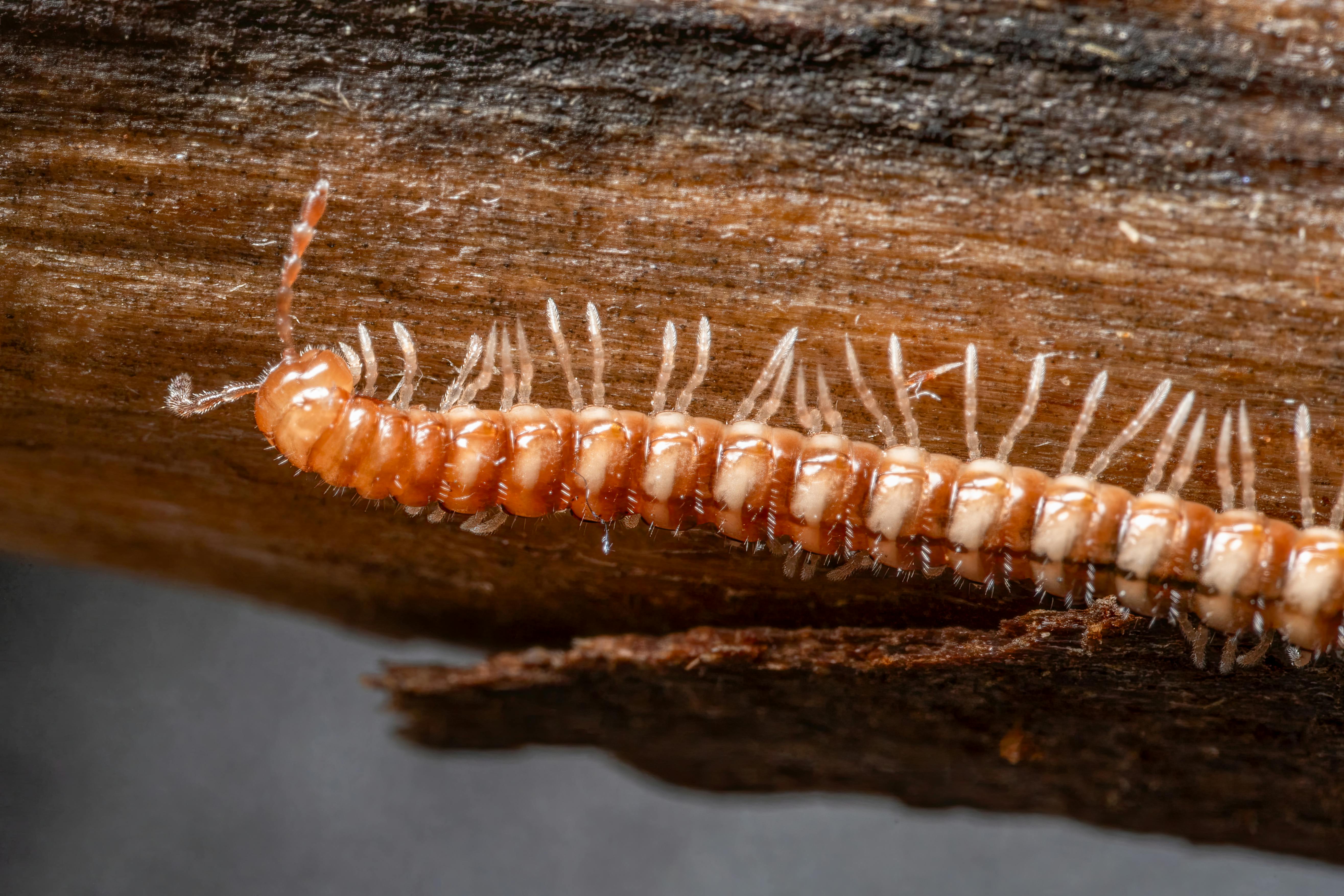 Millipedes gathered on a damp surface after a summer rain
