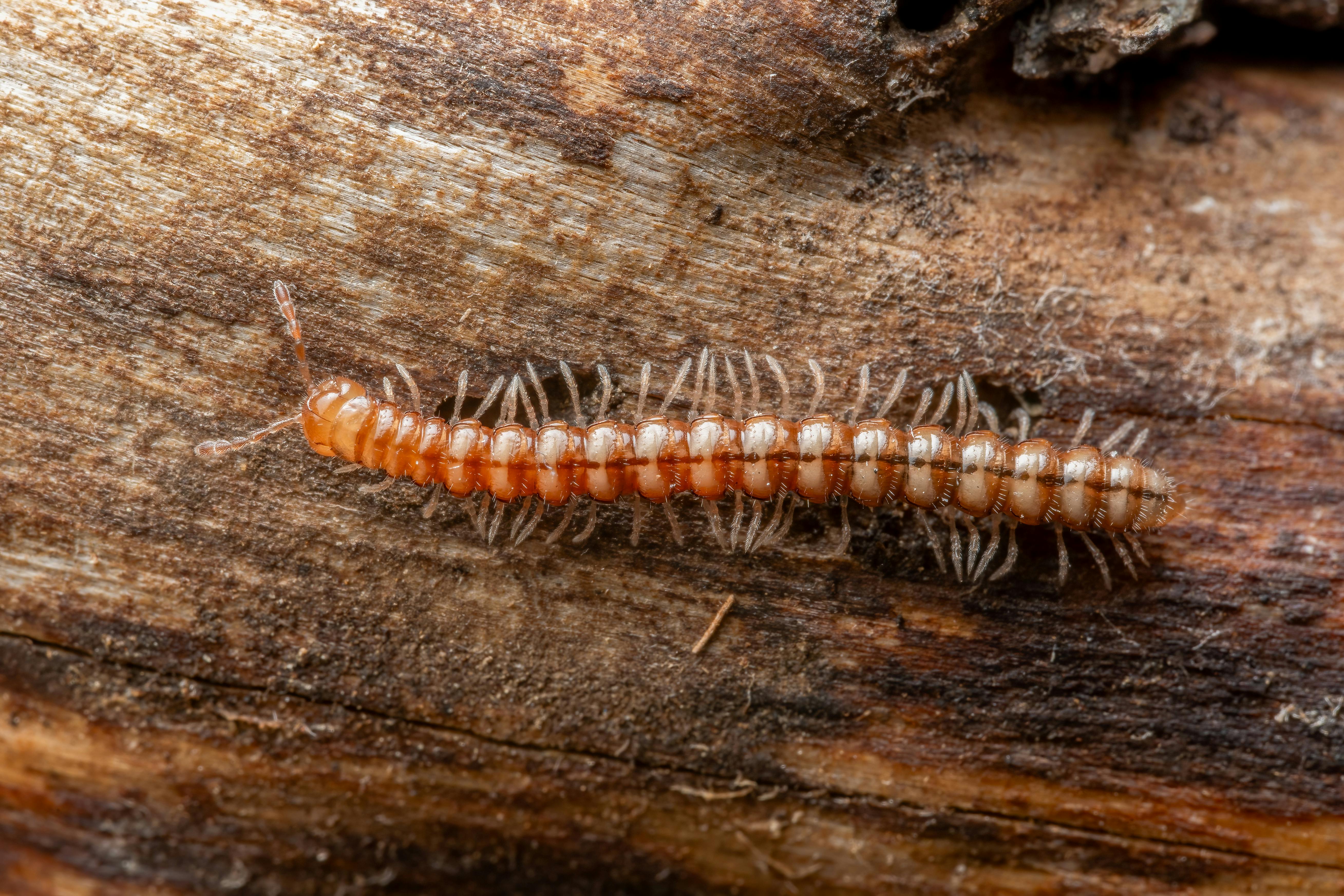 A cluster of millipedes crawling across a damp garden stone