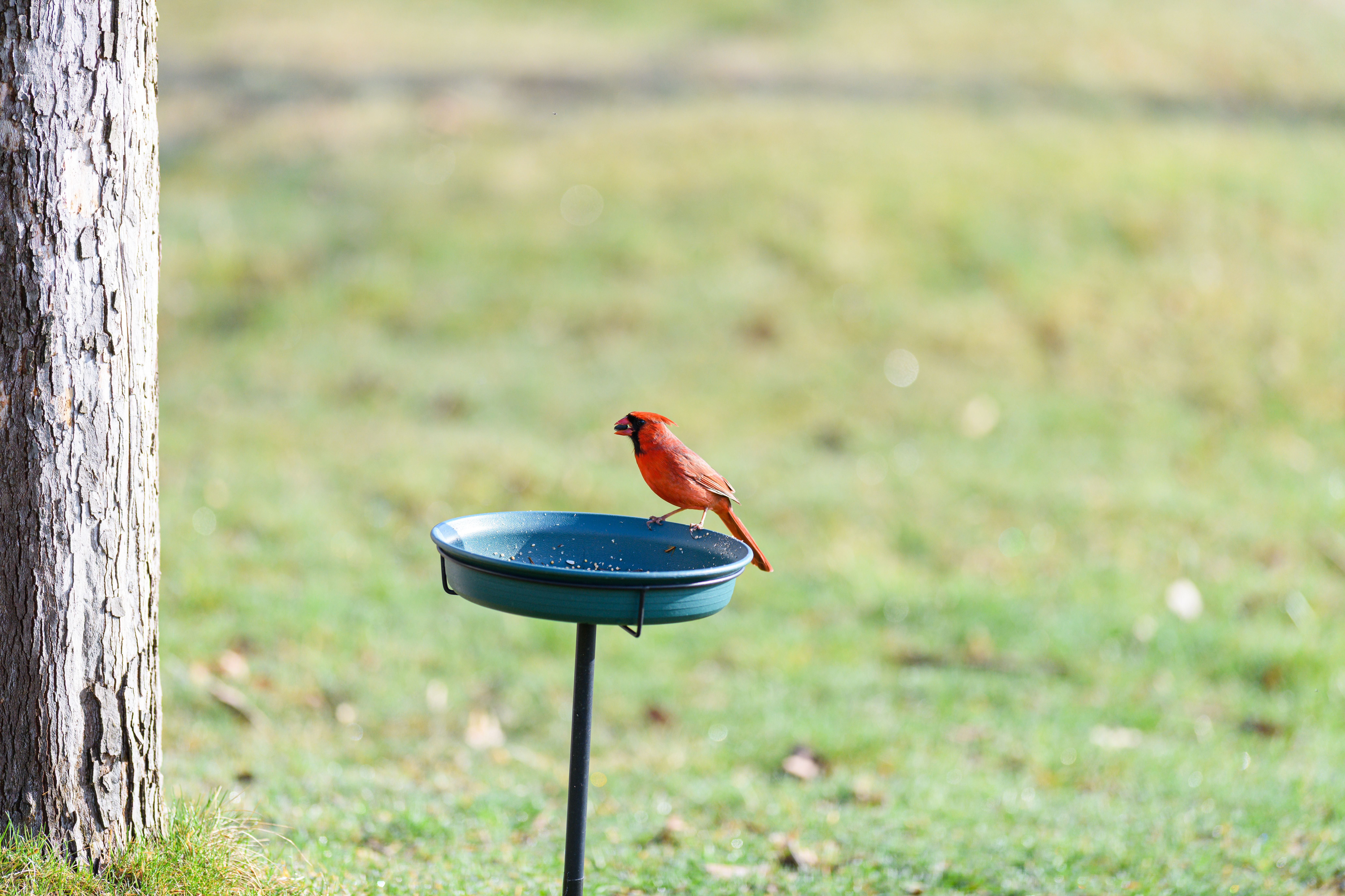 Introduction to Bird Baths and Feeders