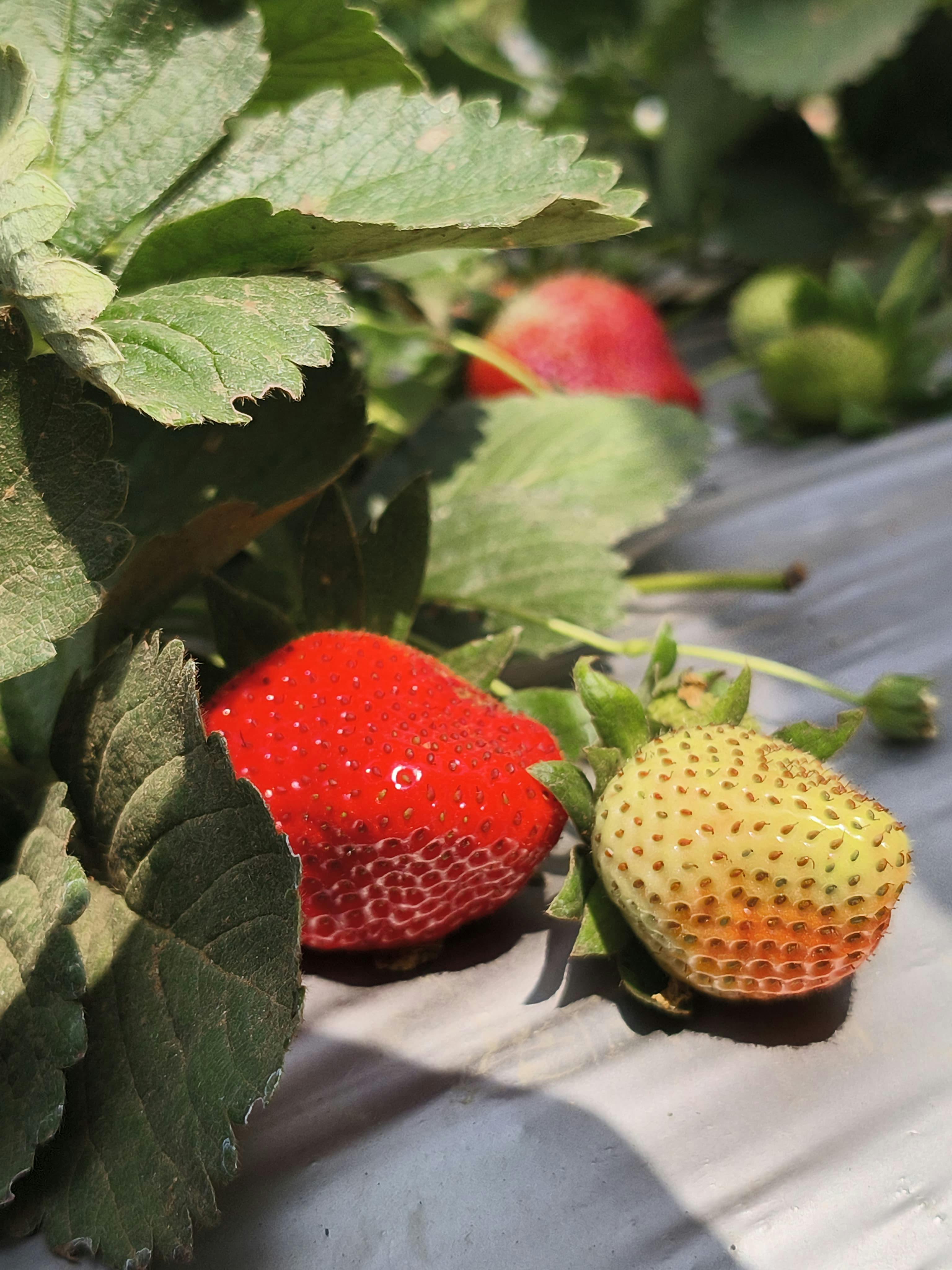 Strawberry Fruit - Urban Goes Green Plant Guide