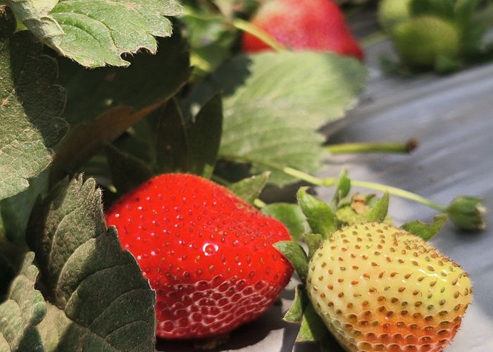 Strawberry Fruit - Urban Goes Green Plant Guide