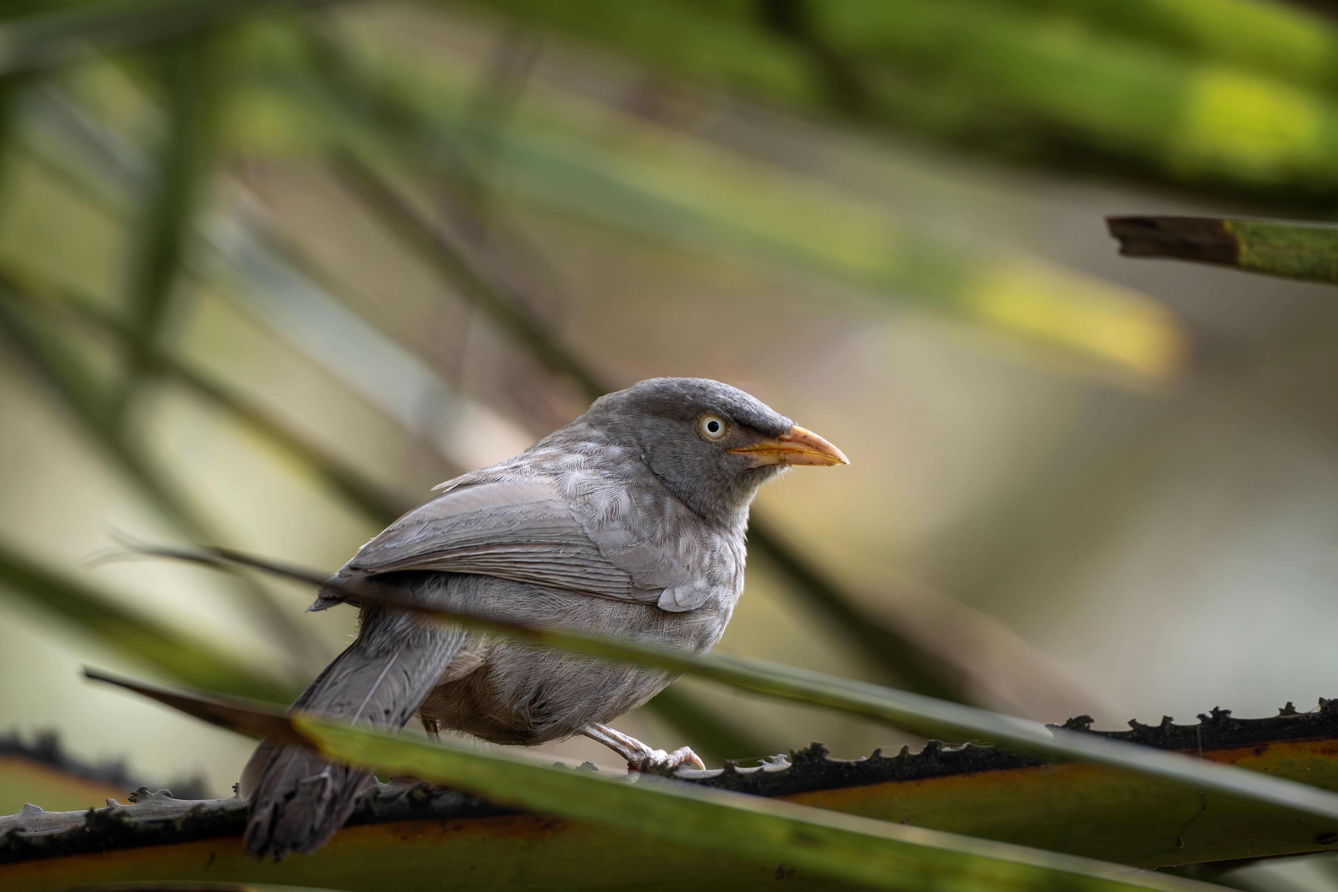 Close-up of a Jungle Babbler perched on a branch amidst lush greenery in Dhaka, Bangladesh.