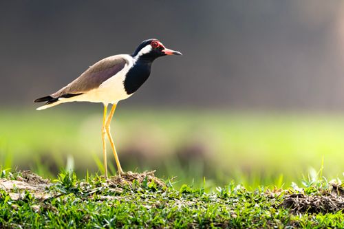 Free Detailed shot of a red-wattled lapwing standing on grass in Dhaka, Bangladesh. Stock Photo