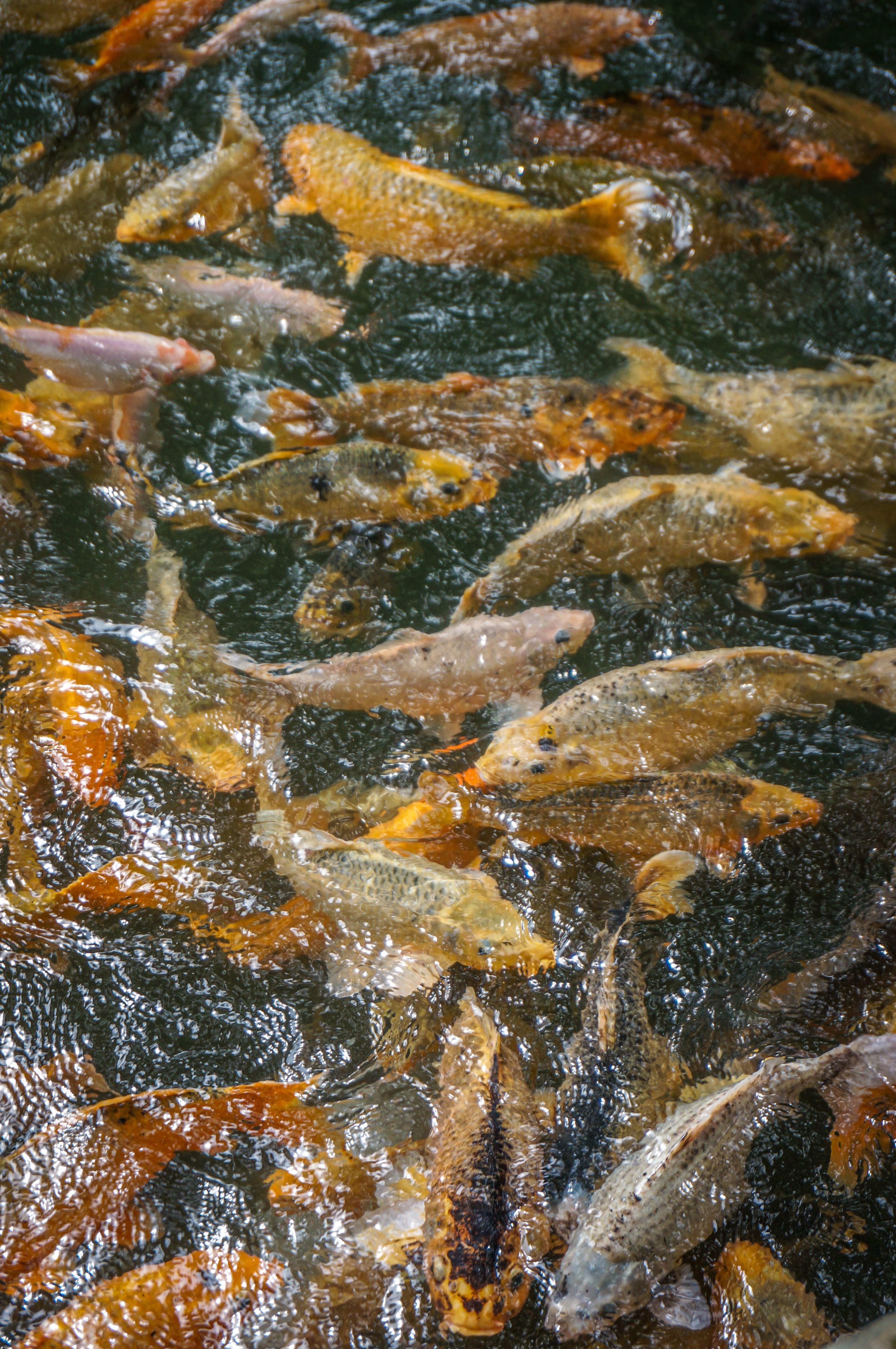 Vibrant Koi Fish Swimming in Outdoor Pond · Free Stock Photo