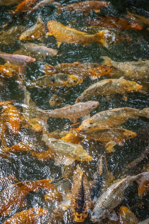 Free Colorful koi fish swimming energetically in a pond, showcasing vibrant patterns and dynamic movement. Stock Photo