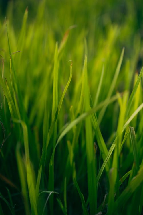 Free Closeup of lush green grass in Ireland, capturing the freshness of spring. Stock Photo