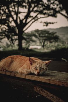Peaceful orange tabby cat napping on a wooden bench in a tranquil outdoor setting.