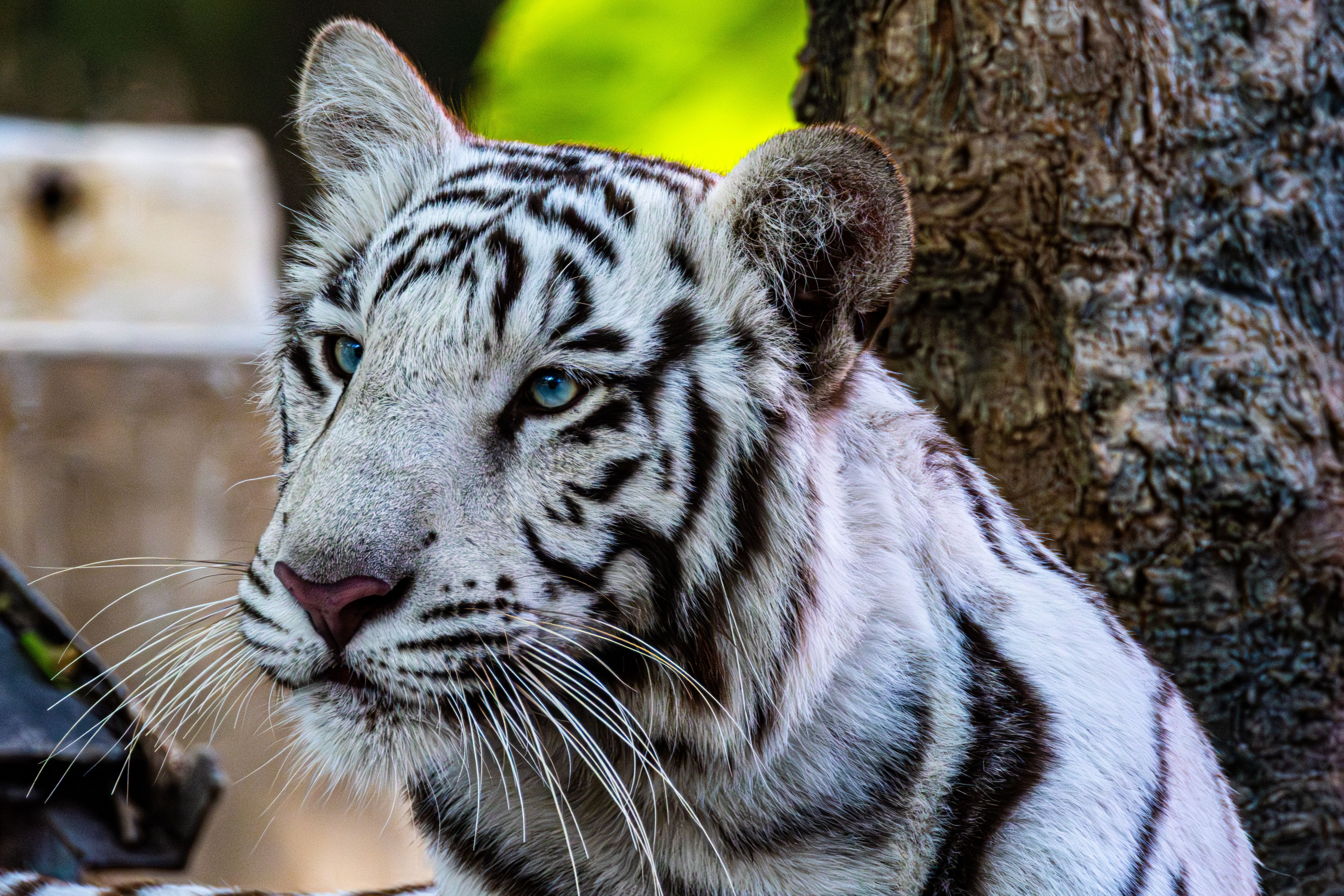 Foto: Regan Dsouza / Pexels