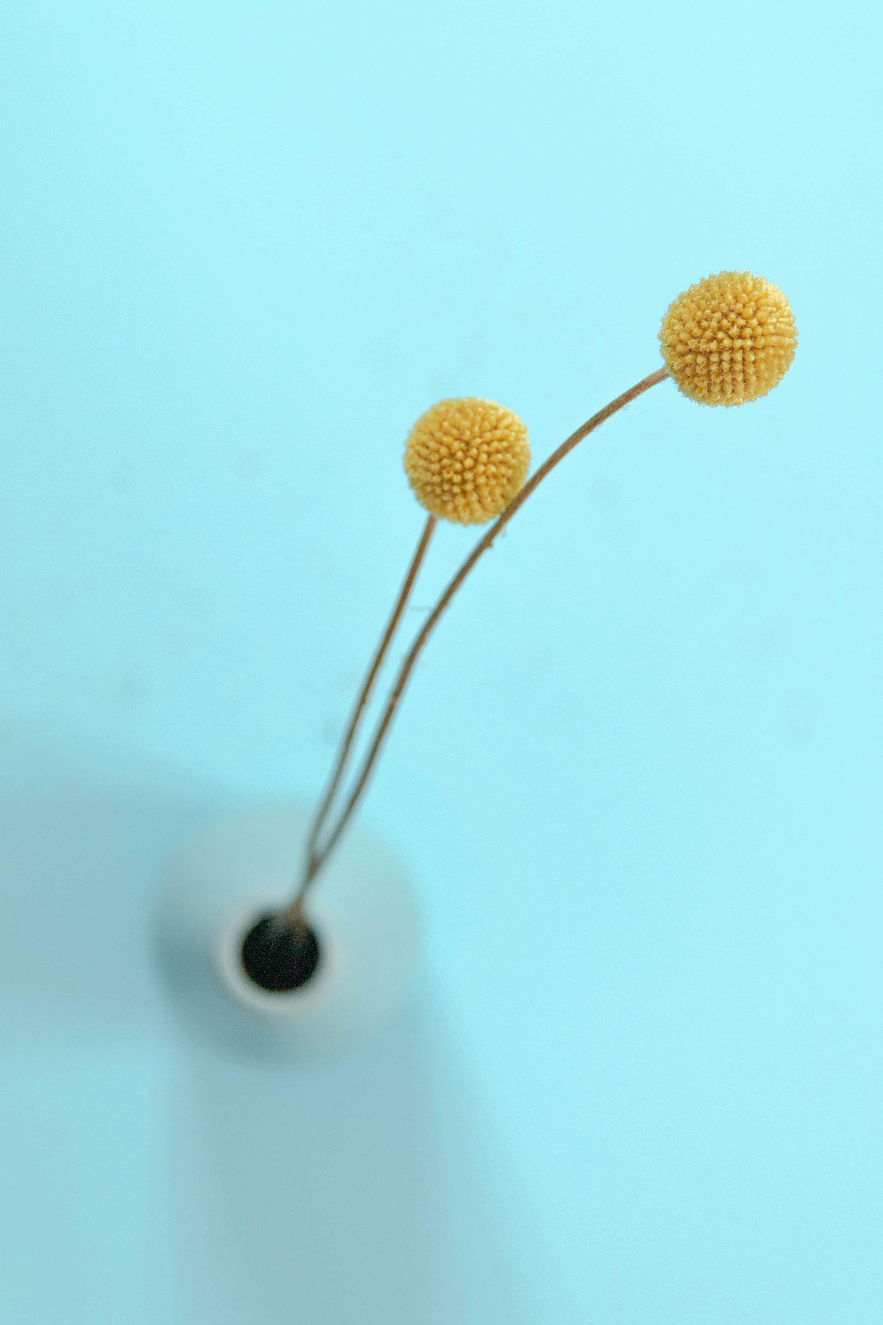 Bezpłatne Minimalistyczne przedstawienie kwiatów Craspedii w wazonie na jasnoniebieskim tle, prezentujące elegancję. Zdjęcie z galerii