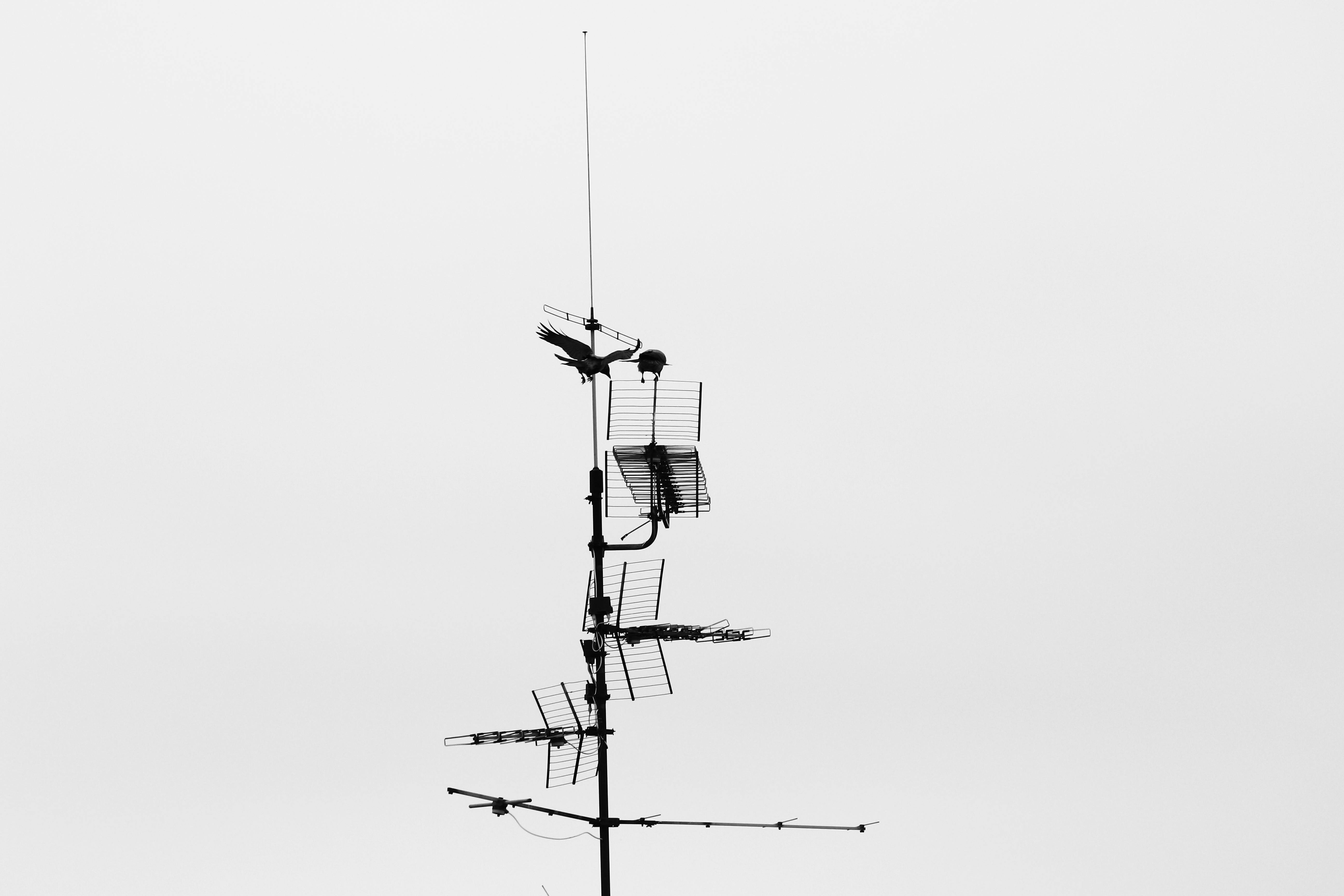 Gratis Monokromt billede af en tv-antenne med en fugl på sidden, der understreger minimalisme. Lagerfoto