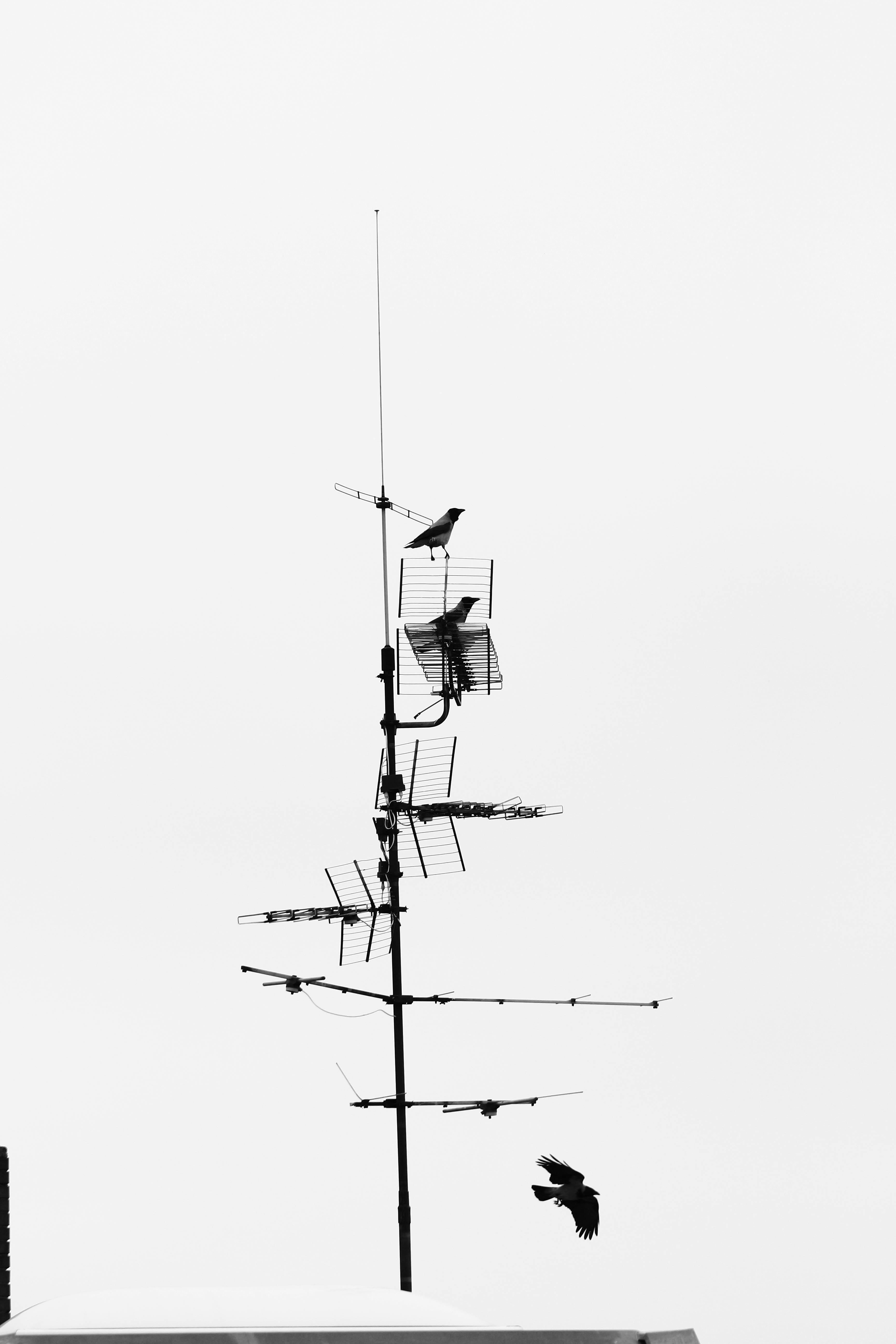 Gratis Kunstnerisk silhuet af fugle siddende på en tv-antenne mod en tom himmel. Lagerfoto