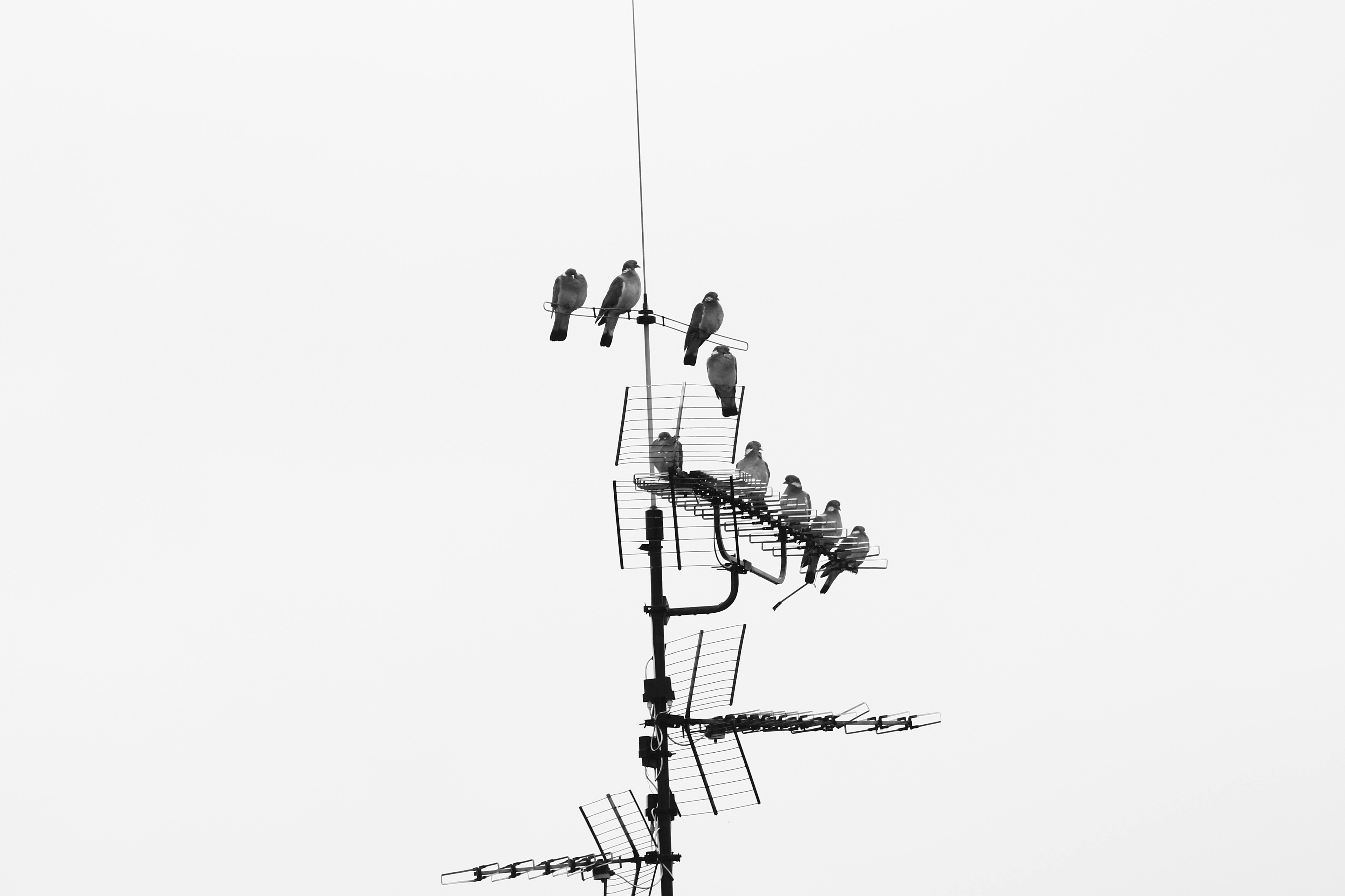 Gratis Et svart-hvitt-bilde av fugler som sitter på en TV-antenne mot en klar himmel. Arkivbilde