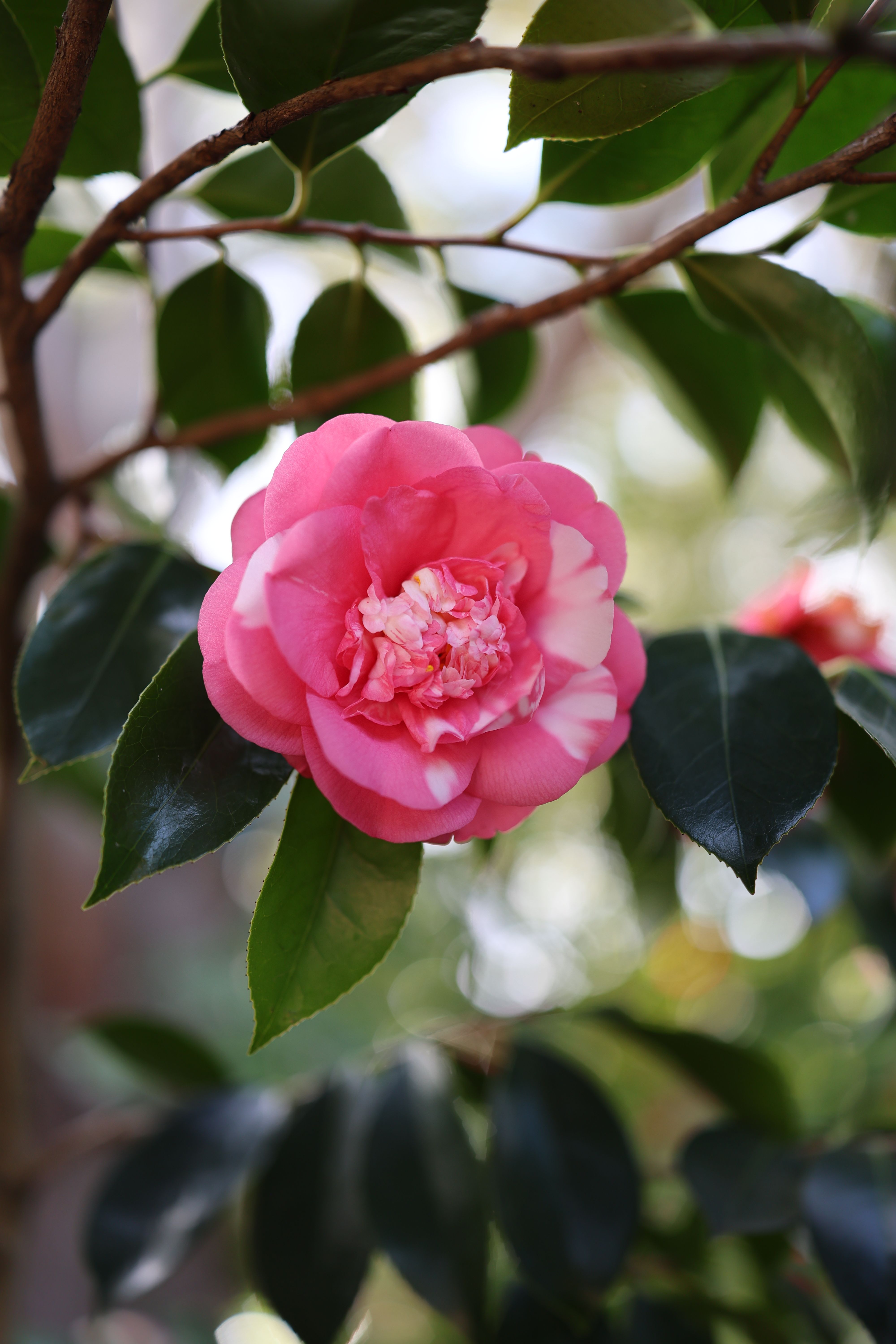 Vibrant Camellia Japonica Blossom in Spring Garden · Free Stock Photo