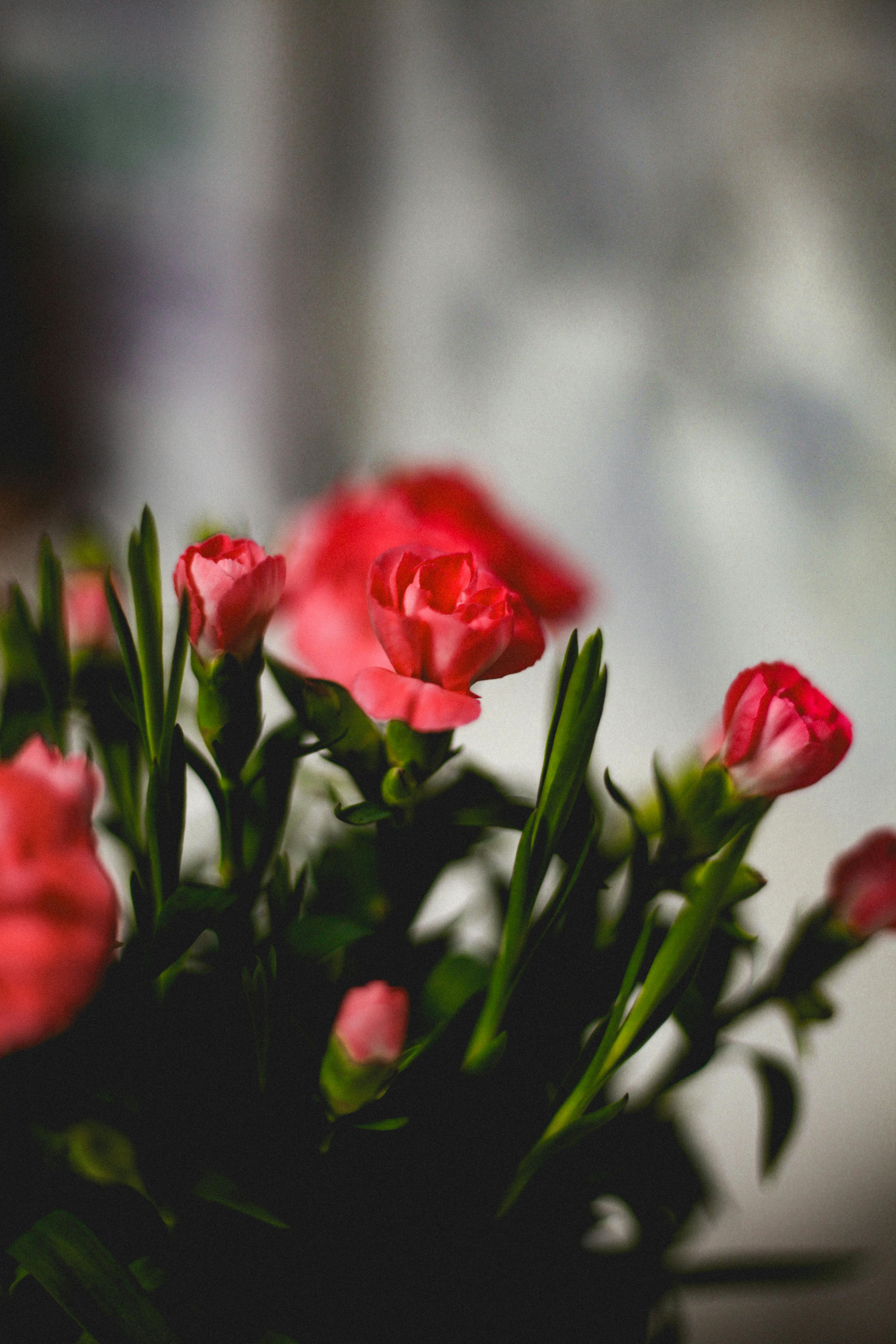 無料 caprifoliaceae, インドア, カーネーションの無料の写真素材 写真素材