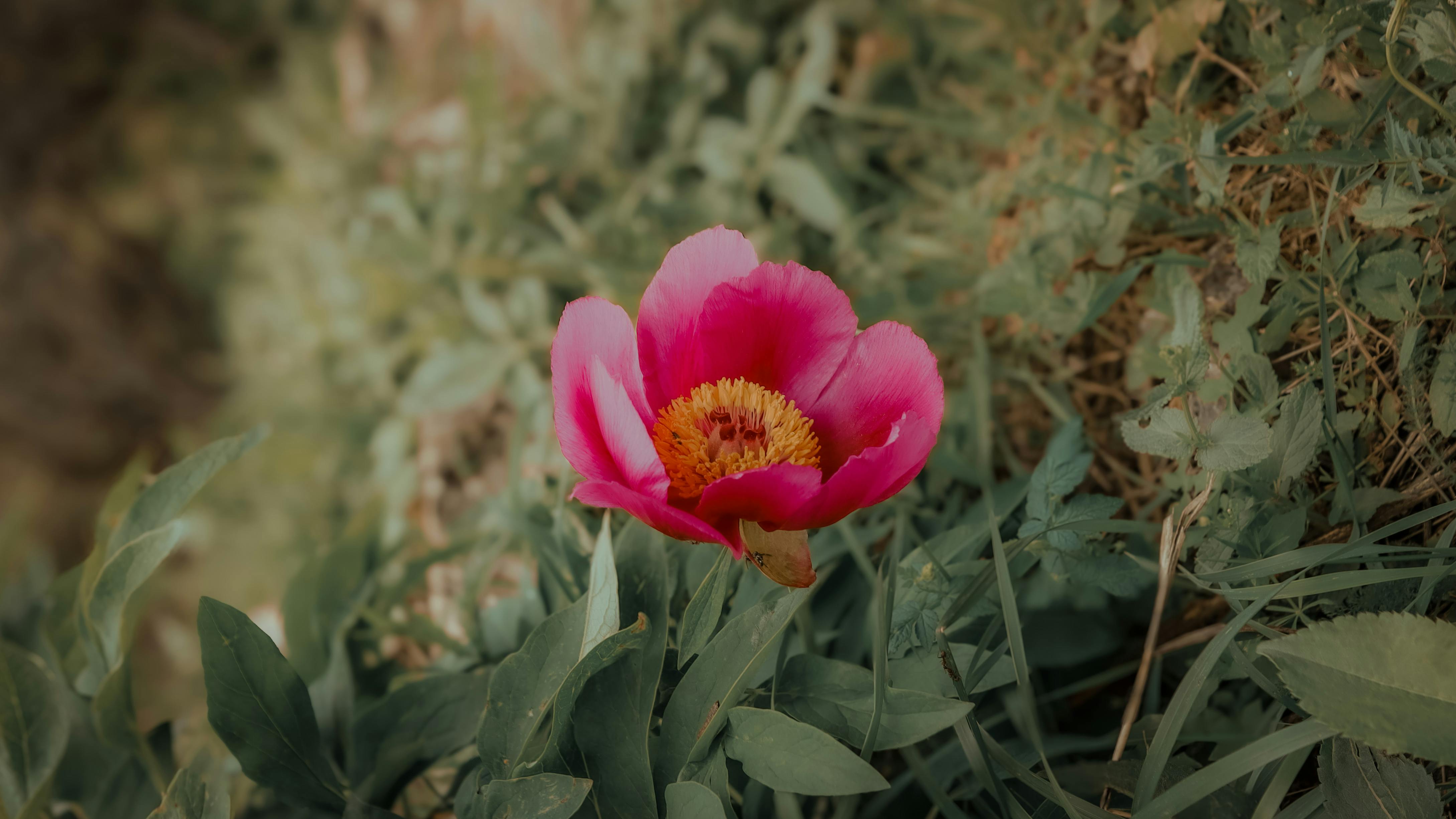 grátis Close-up de uma vibrante peônia rosa em plena floração, rodeada por uma folhagem verde exuberante. Foto profissional