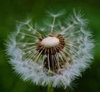 在绿色背景上，精致收件箱的微距摄影展示了其复杂的细节