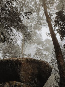 宁静的森林景观中，高耸的树木与雾气笼罩的苔藓岩石，捕捉到了大自然的静谧