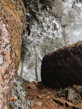 秋天，沿着一条苔藓覆盖、岩石环绕的薄雾森林小径探索