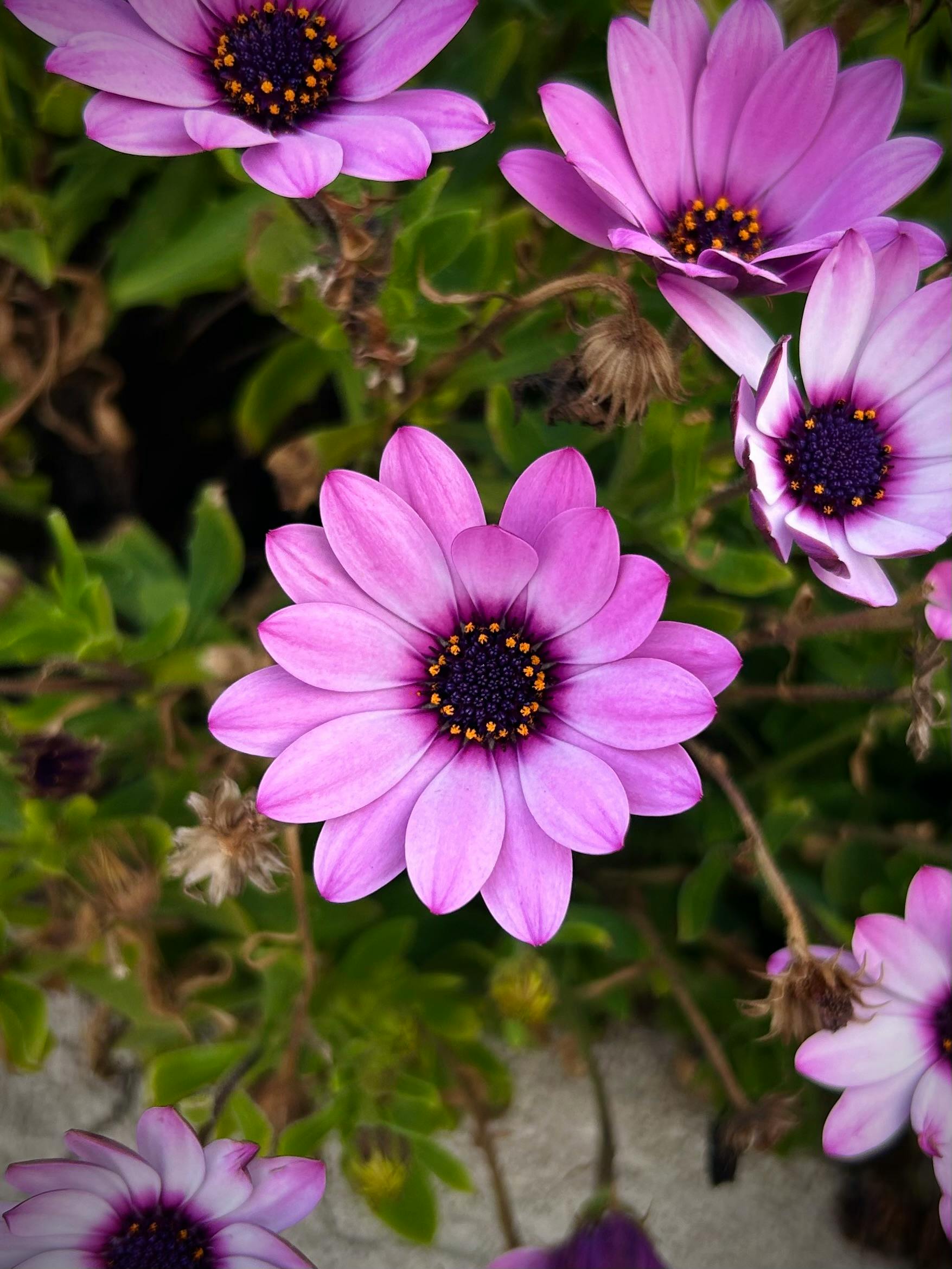 [ColoSach]-close-up-of-vibrant-purple-african-daisies-blooming-in-a-garden-setting,-showcasing-nature's-beauty.