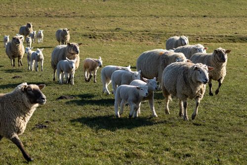 Free A serene image of sheep and lambs grazing on a sunny day in a green pasture. Stock Photo
