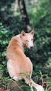 Majestic Dog in Lush Kerala Forest