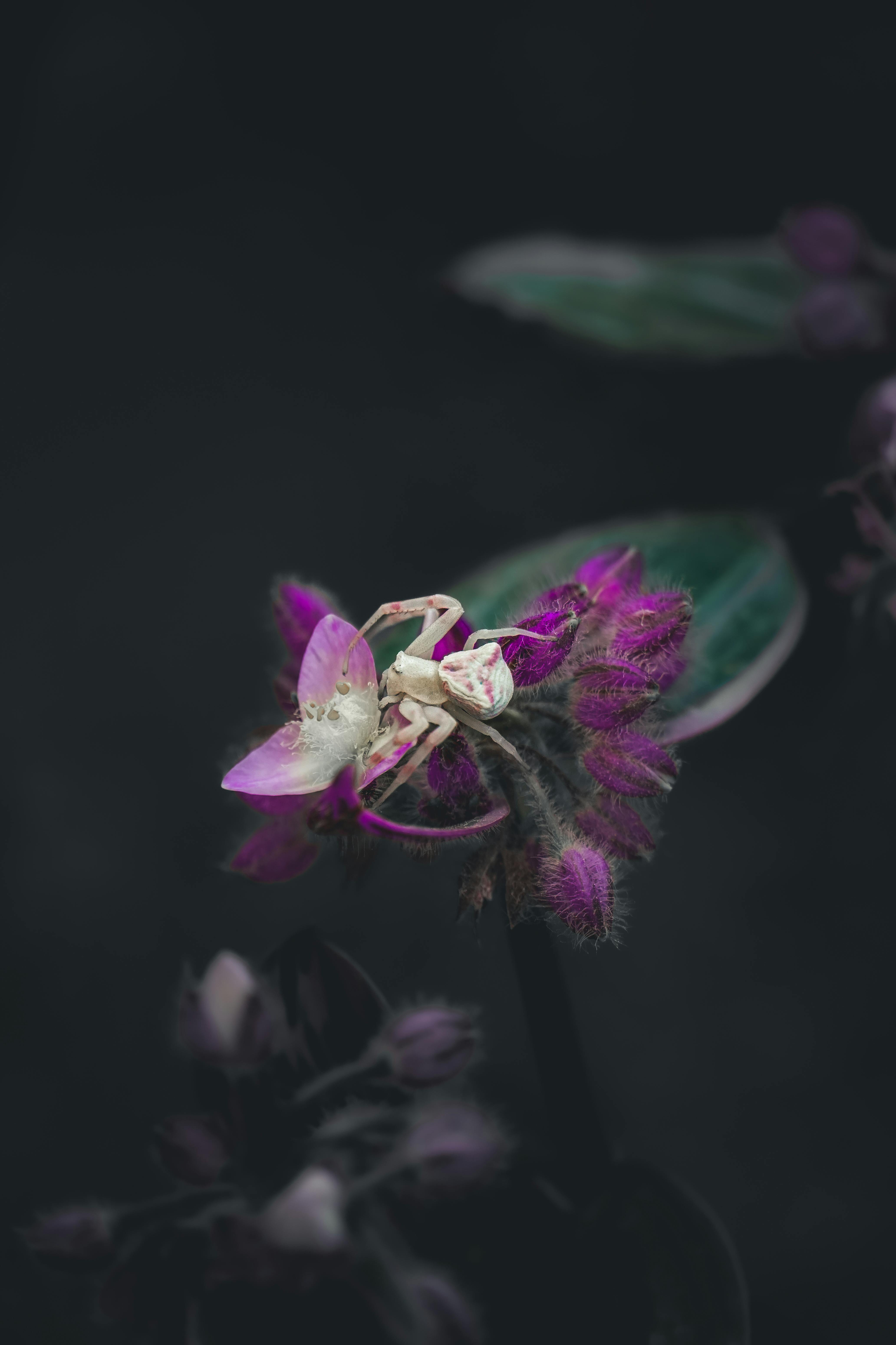 Gratis Et nærbilde av en hvit krabbeedderkopp kamuflert på en lilla blomst, som viser frem dens naturlige habitat. Arkivbilde