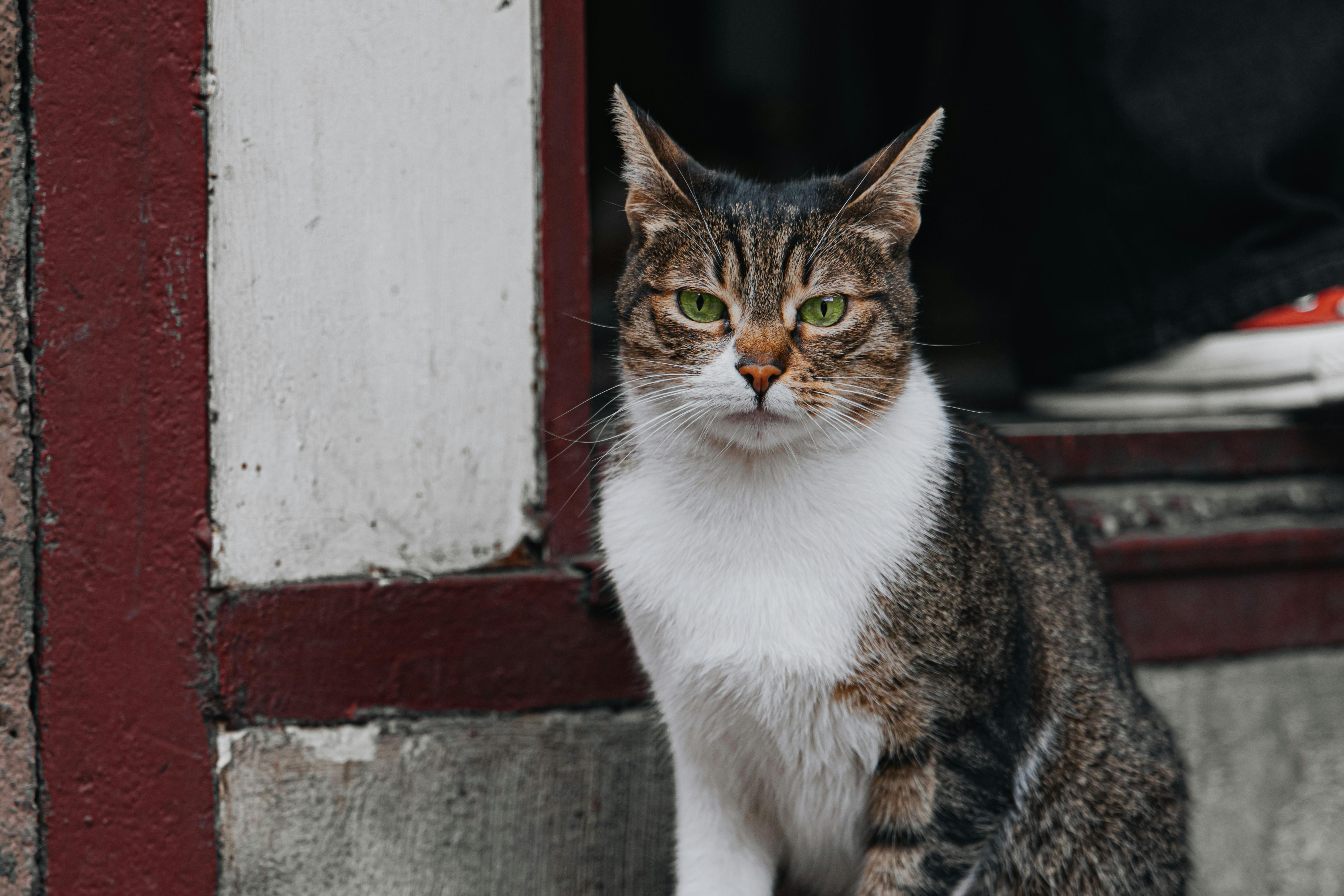 pet insurance, veterinary expenses, pet health costs, pet finance and insurance — Photo by Hobi Photography on Pexels